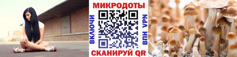 Псилоцибиновые грибы Psilocybine cubensis Новокубанск